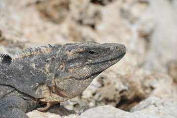 Iguana in Cancun Mexico