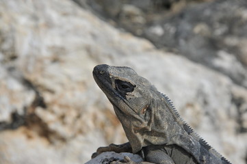 Iguana in Cancun Mexico