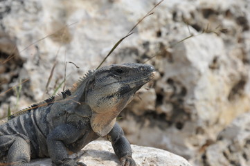 Iguana in Cancun Mexico