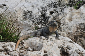 Iguana in Cancun Mexico