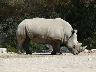 Rhinoc&eacute;ros