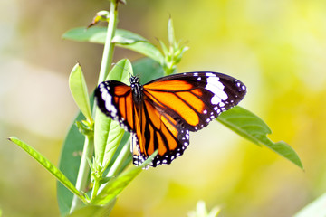 Butterflies flying Island the leaves.