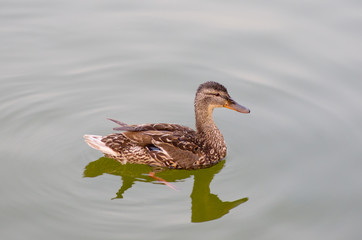 Wild duck