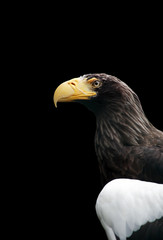 Eagle Portrait