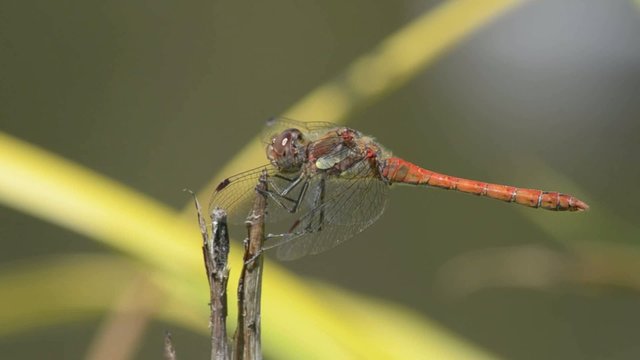 Libellule