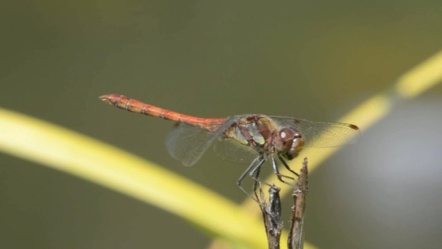 Libellule