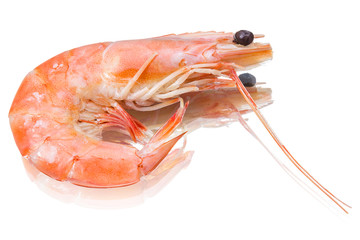 Single shrimp