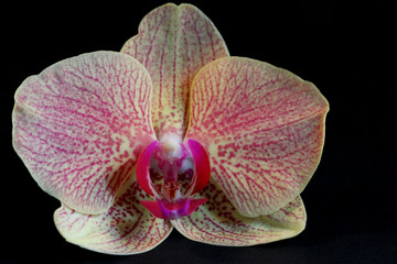 Orchidee als Symbol der Anmut