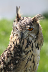 stunning owl