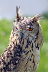 stunning owl