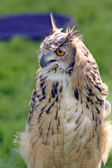 stunning owl