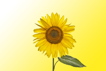Obraz premium gelber Hintergrund mit Sonnenblume 