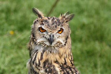 stunning owl