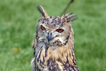 stunning owl