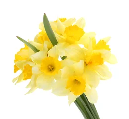 Crédence de cuisine en verre imprimé Narcisse beautiful yellow daffodils isolated on white