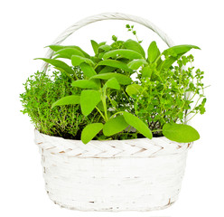 kräuter im korb freigestellt