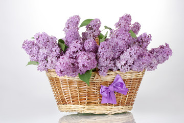 Fototapeta na wymiar beautiful lilac flowers in basket isolated on white