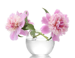 pink peonies flowers in vase isolated on white