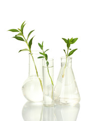 Test-tubes with a transparent solution and the plant isolated