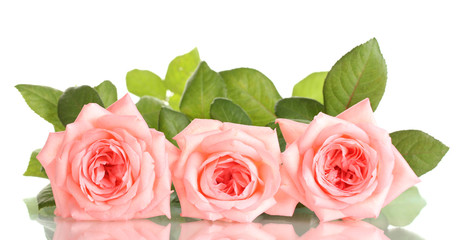 Pink roses isolated on white.