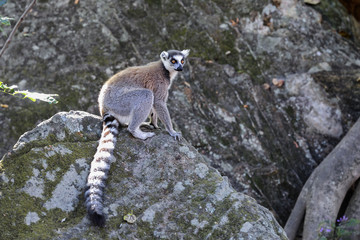 ring-tailed lemur, isalo, madagascar © hakoar