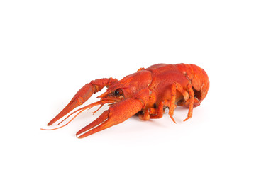 Boiled crawfish on white background