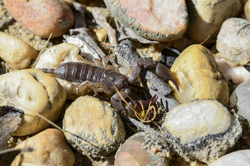 opisthacanthus madagascariensis, isalo