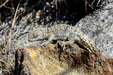 oplurus cyclurus, isalo
