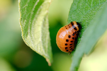 Obraz premium Colorado beetle