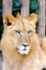 Obraz premium Male lion
