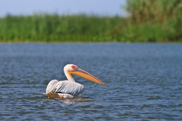 white pelicans (pelecanus onocrotalus)