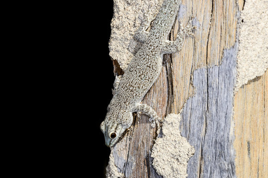 thicktail day gecko, isalo