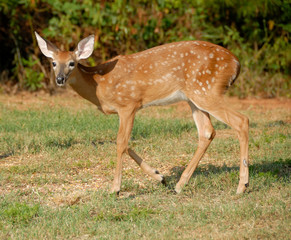 young fawn deer