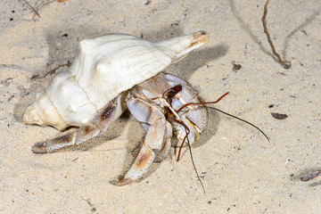 hermit crab, ifaty