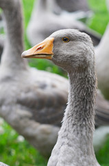 Fototapeta premium The goose is standing