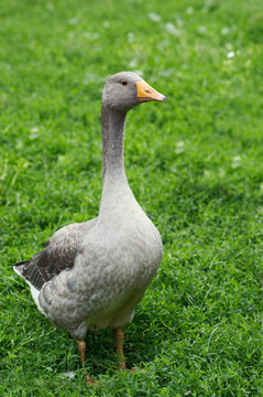 The goose is in the lawn