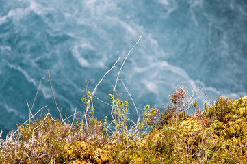 clear blue water and yellow moss and grass