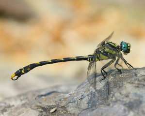 libellule aux yeux bleus