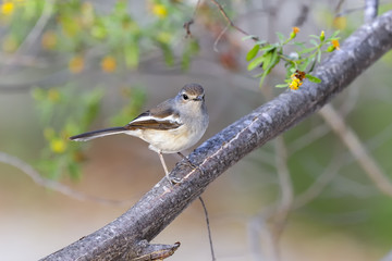 madagascar magpie robin, ifaty