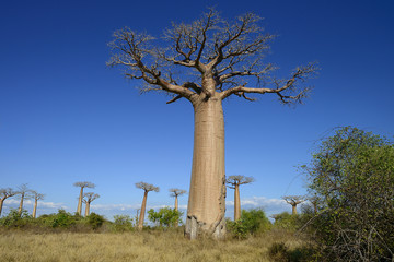 Fototapeta na wymiar Baobab aleja, Menabe