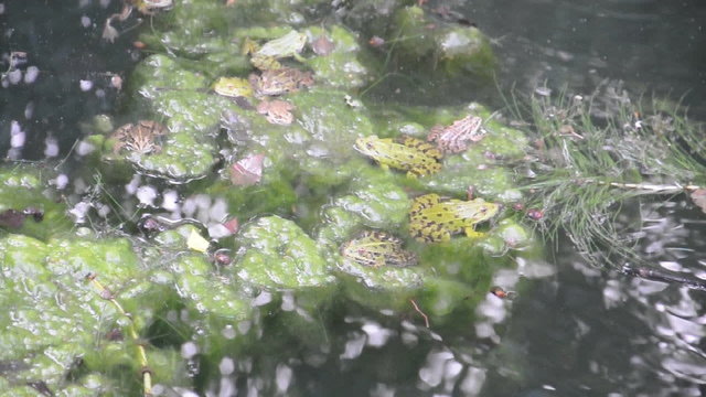 Fr&ouml;sche im Weiher