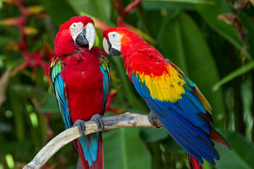 Couple of Green-Winged and Scarlet macaws in nature surrounding - obrazy, fototapety, plakaty