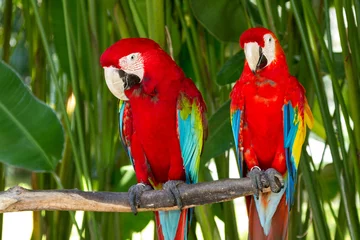 Foto op Canvas Couple of Green-Winged and Scarlet macaws in nature surrounding © dima266f