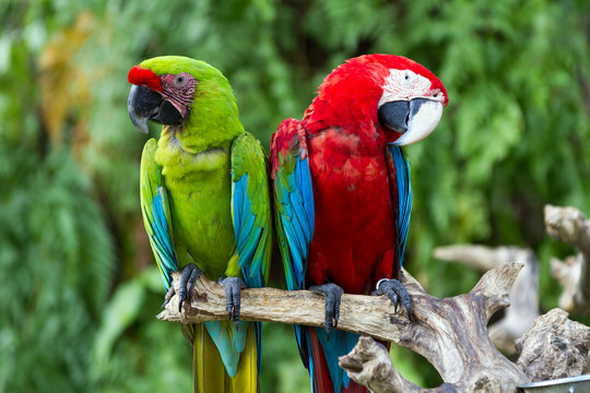 Fototapeta Couple of Green-Winged and Great Green macaws in the nature