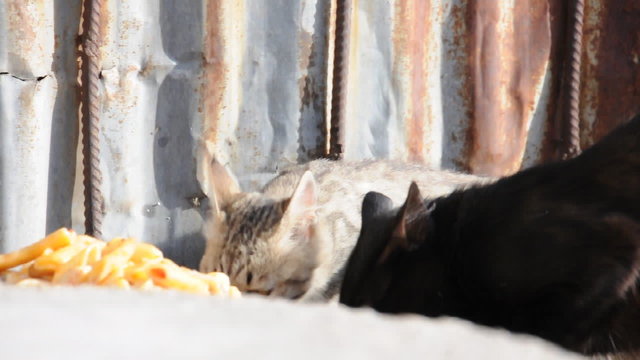 Katzen