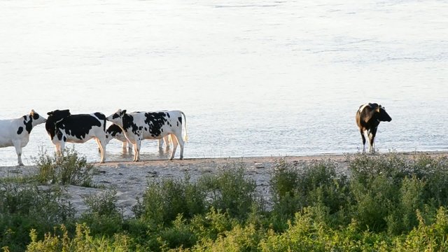 Nutztiere am Wasser