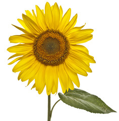 Fototapeta premium Sonnenblume Blüte freigestellt