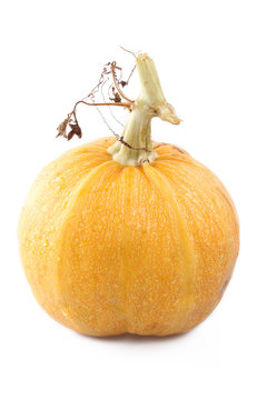 zucca