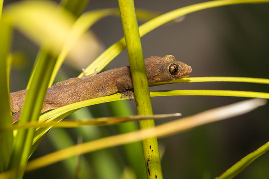 Gecko
