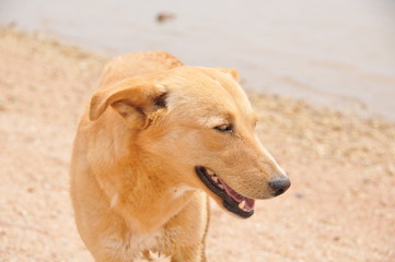 Labrador Retriever in the sea in Egypt